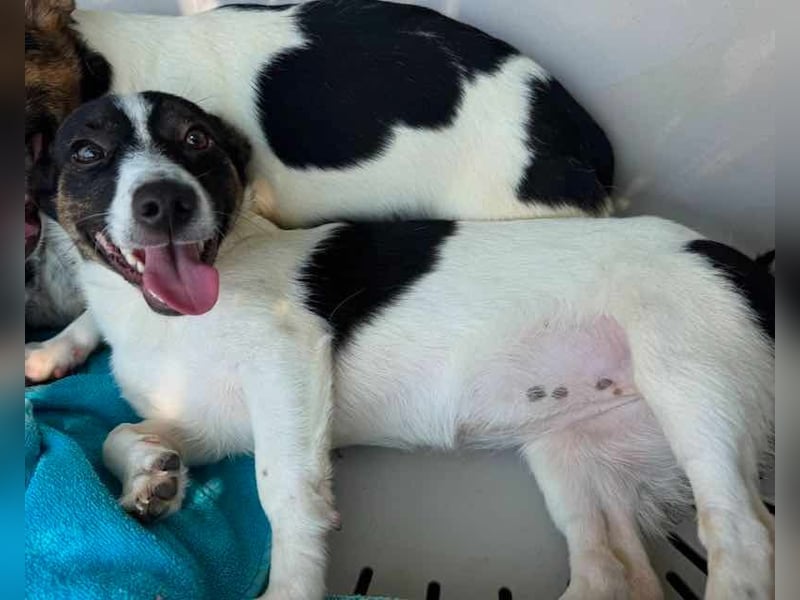 ♥TILLY♥ neu auf Pflegestelle bei Köln - unglaublich liebes, süßes kleines Mädchen 19cm (wachsend)