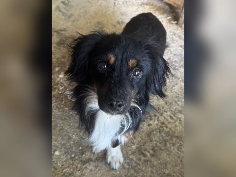 ♥ERIC♥ ab 31. Jul auf Pflegestelle bei Köln - zuckersüßer, ganz menschenbezogener, zarter Mini-Rüde