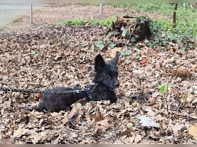 ♥TWIX♥ auf Pflegestelle bei Aachen - süßer, verspielter kleiner Welpenbub 21 cm - bleibt kleiner