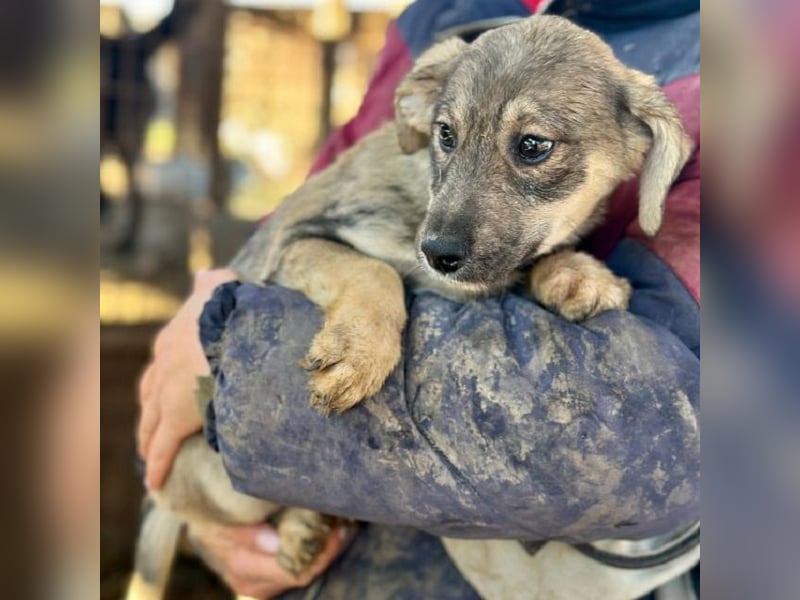 ♥KYLA♥ ab 14. Feb auf Pflegestelle bei Köln-zuckersüßer, verspielter Sonnenschein 15cm- bleibt klein