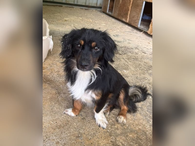 ♥ERIC♥ ab 31. Jul auf Pflegestelle bei Köln - zuckersüßer, ganz menschenbezogener, zarter Mini-Rüde