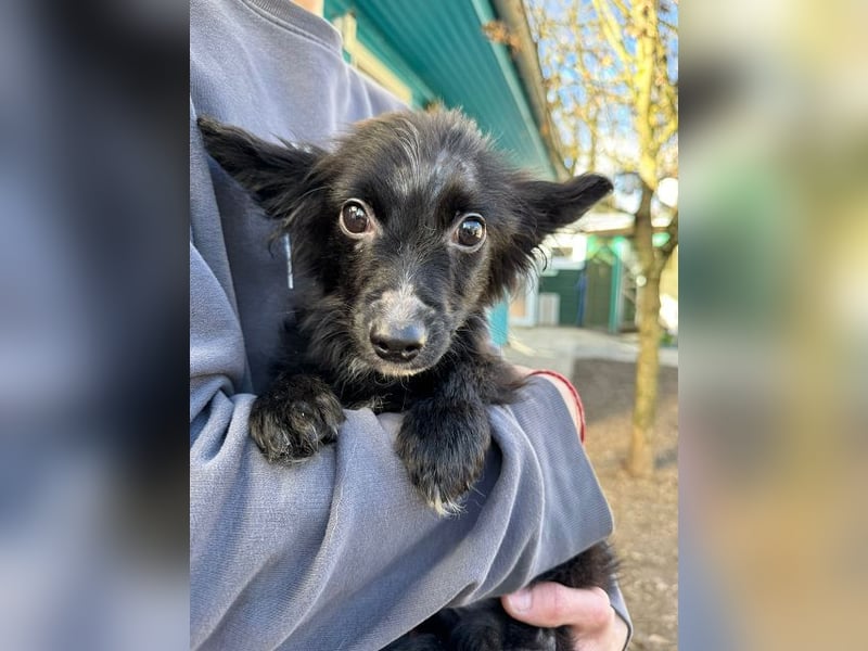 ♥TWIX♥ auf Pflegestelle bei Aachen - süßer, verspielter kleiner Welpenbub 21 cm - bleibt kleiner