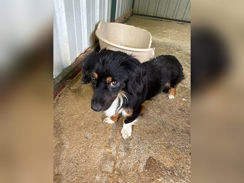 ♥ERIC♥ ab 31. Jul auf Pflegestelle bei Köln - zuckersüßer, ganz menschenbezogener, zarter Mini-Rüde