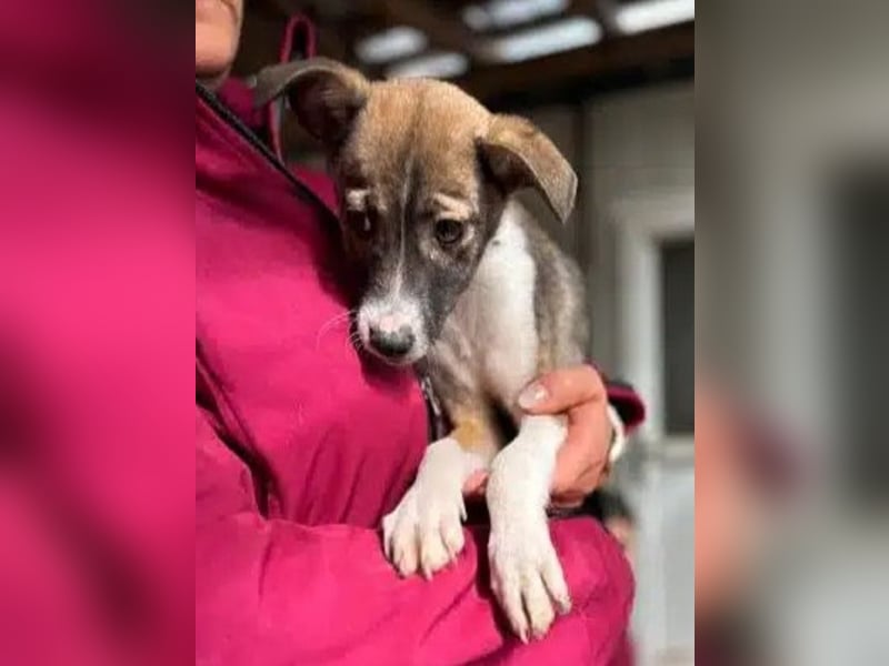 ♥JULIAN♥ ab 24.Okt auf Pflegestelle bei Köln-niedlicher, menschenbezogener, zu dünner Welpenbub 25cm