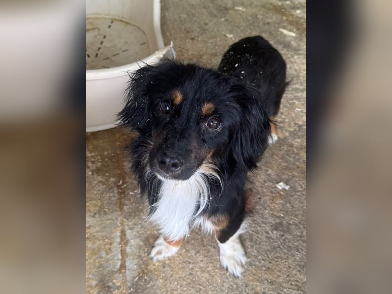 ♥ERIC♥ ab 31. Jul auf Pflegestelle bei Köln - zuckersüßer, ganz menschenbezogener, zarter Mini-Rüde