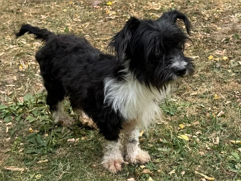♥FINJA♥ neu auf Pflegestelle bei Köln - zuckersüße, liebe, noch unsichere kleine Hündin 25 cm
