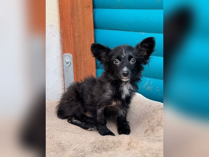 ♥TWIX♥ auf Pflegestelle bei Aachen - süßer, verspielter kleiner Welpenbub 21 cm - bleibt kleiner