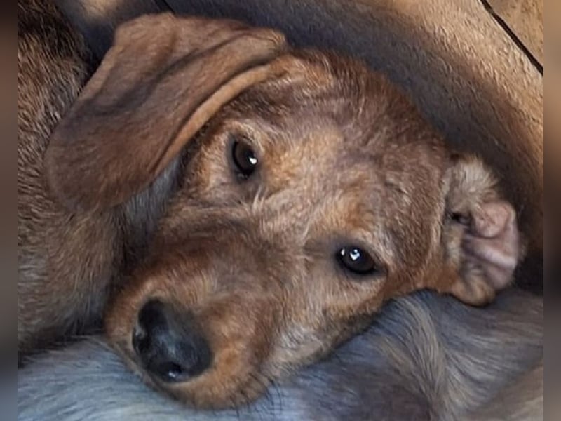 ♥COSMO♥ ab 24. Okt auf Pflegestelle bei Köln - süßer, verspielter kleiner Welpenbub 25cm (wachsend)