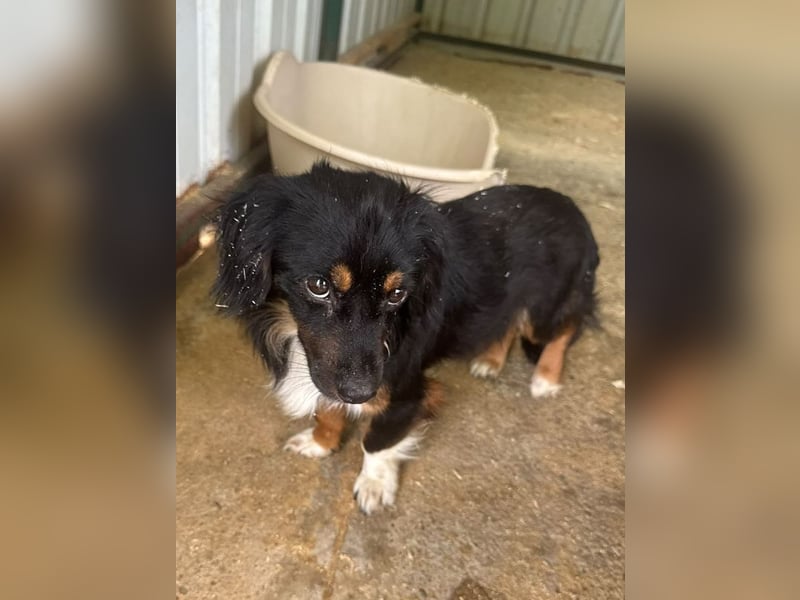 ♥ERIC♥ ab 31. Jul auf Pflegestelle bei Köln - zuckersüßer, ganz menschenbezogener, zarter Mini-Rüde