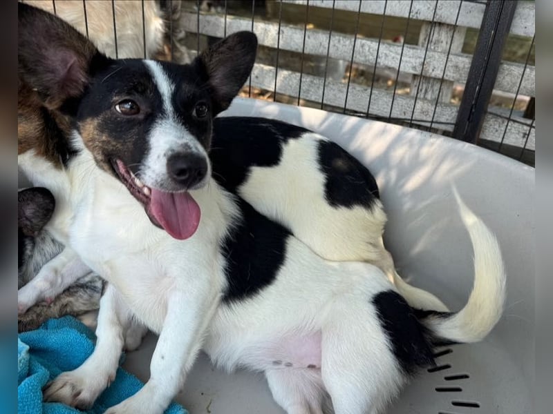 ♥TILLY♥ neu auf Pflegestelle bei Köln - unglaublich liebes, süßes kleines Mädchen 19cm (wachsend)