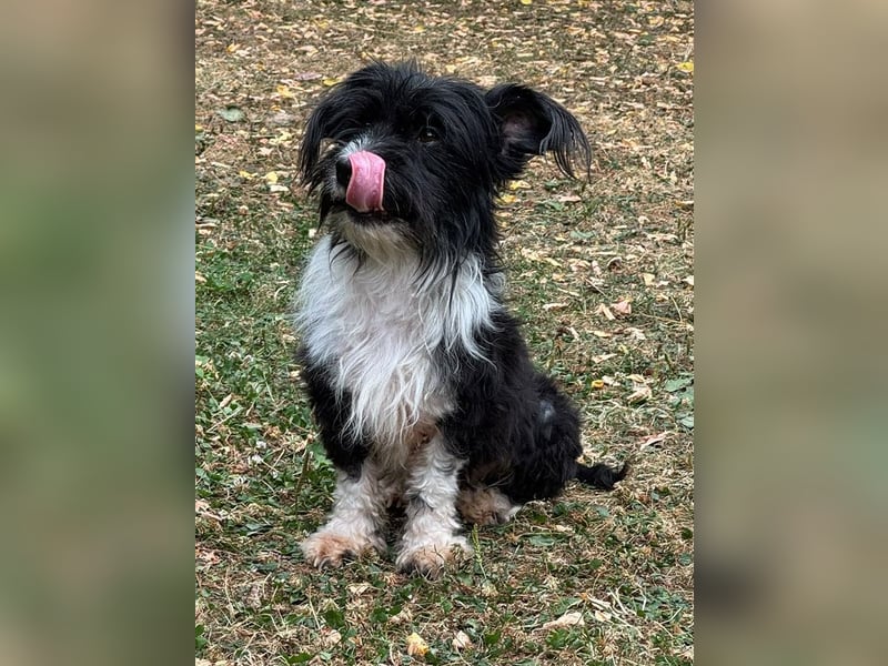 ♥FINJA♥ neu auf Pflegestelle bei Köln - zuckersüße, liebe, noch unsichere kleine Hündin 25 cm