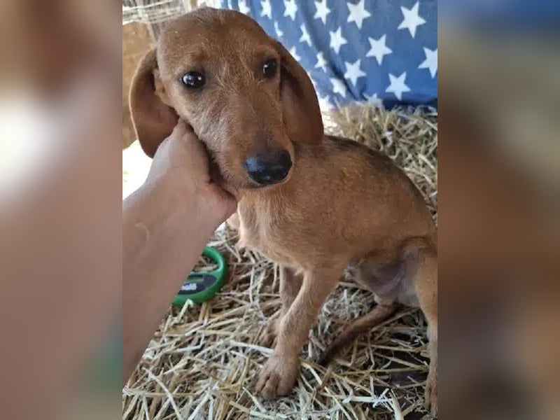 ♥COSMO♥ ab 24. Okt auf Pflegestelle bei Köln - süßer, verspielter kleiner Welpenbub 25cm (wachsend)