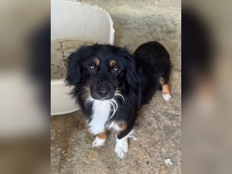 ♥ERIC♥ ab 31. Jul auf Pflegestelle bei Köln - zuckersüßer, ganz menschenbezogener, zarter Mini-Rüde