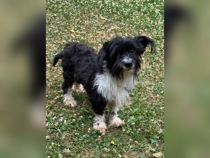 ♥FINJA♥ neu auf Pflegestelle bei Köln - zuckersüße, liebe, noch unsichere kleine Hündin 25 cm