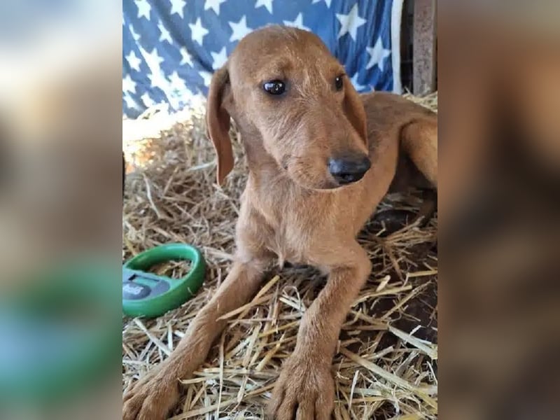 ♥COSMO♥ ab 24. Okt auf Pflegestelle bei Köln - süßer, verspielter kleiner Welpenbub 25cm (wachsend)