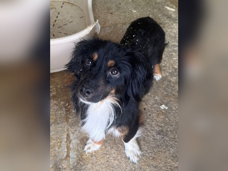 ♥ERIC♥ ab 31. Jul auf Pflegestelle bei Köln - zuckersüßer, ganz menschenbezogener, zarter Mini-Rüde