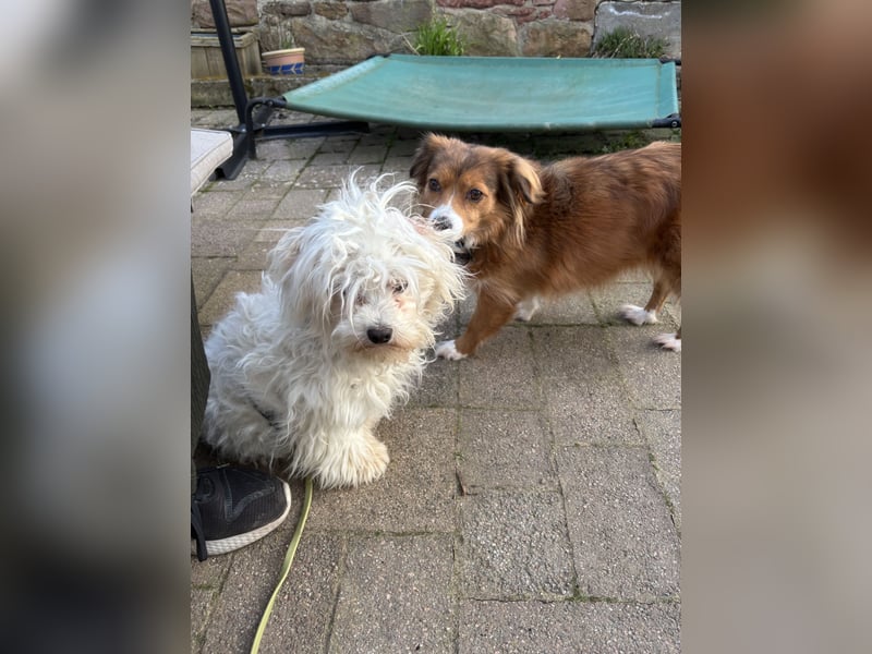 Kleiner süßer Nero sucht seine Familie