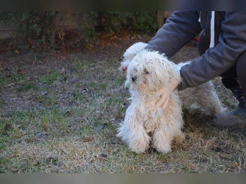 Kleiner süßer Nero sucht seine Familie