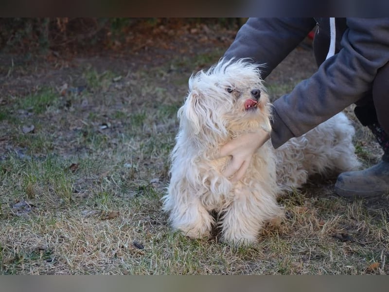 Kleiner süßer Nero sucht seine Familie
