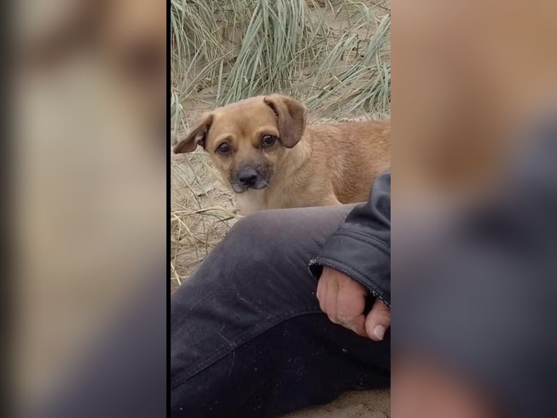 Entzückender Schatz mit Handicap sucht Zuhause