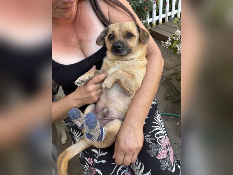 Entzückender Schatz mit Handicap sucht Zuhause