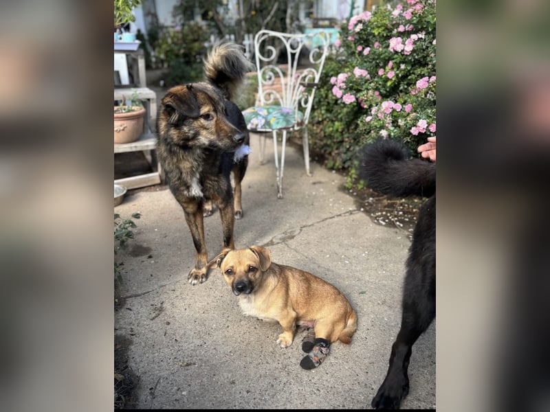 Entzückender Schatz mit Handicap sucht Zuhause