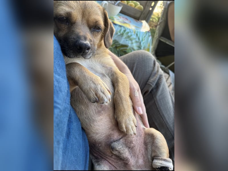 Entzückender Schatz mit Handicap sucht Zuhause