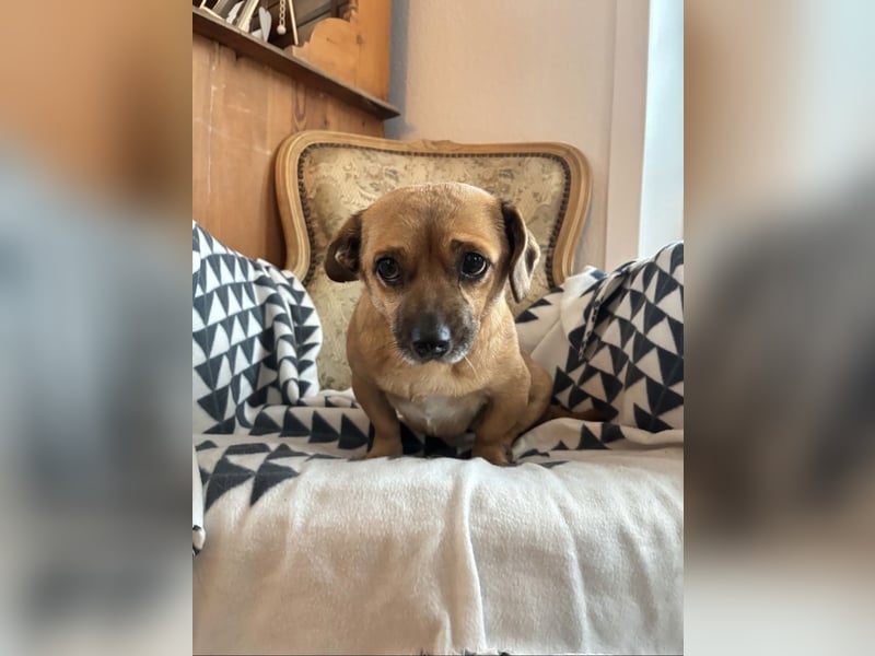 Entzückender Schatz mit Handicap sucht Zuhause