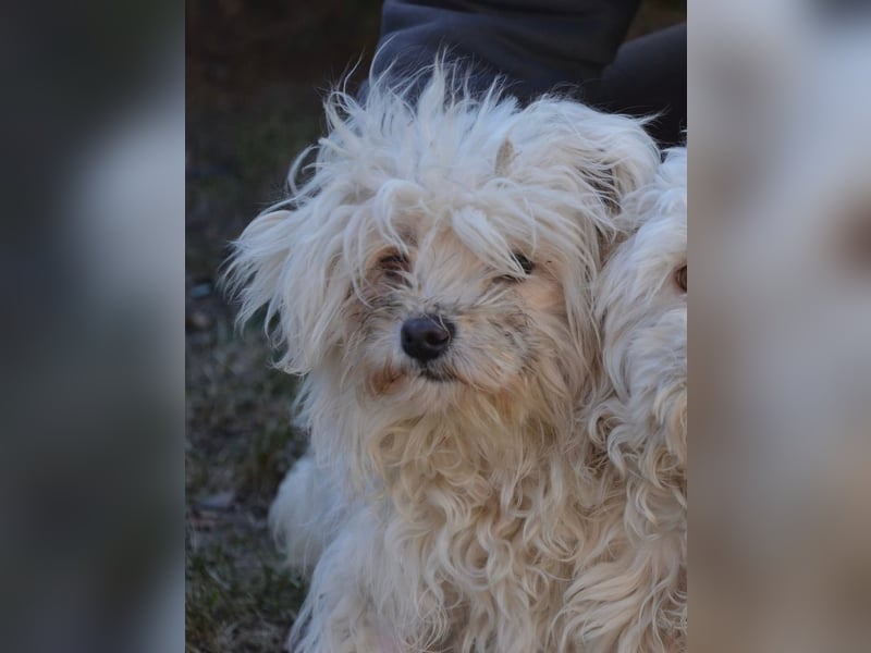 Kleiner süßer Nero sucht seine Familie