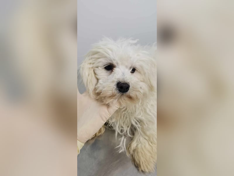 Kleiner süßer Nero sucht seine Familie