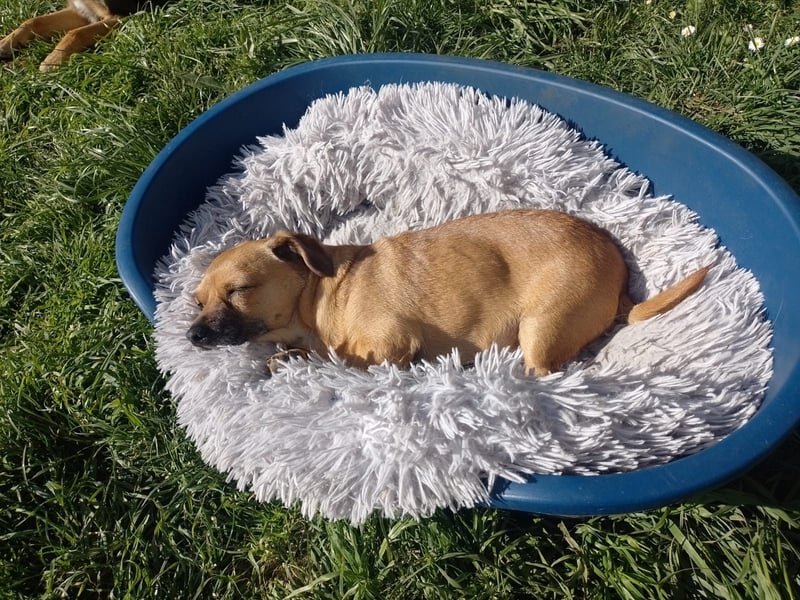 Entzückender Schatz mit Handicap sucht Zuhause