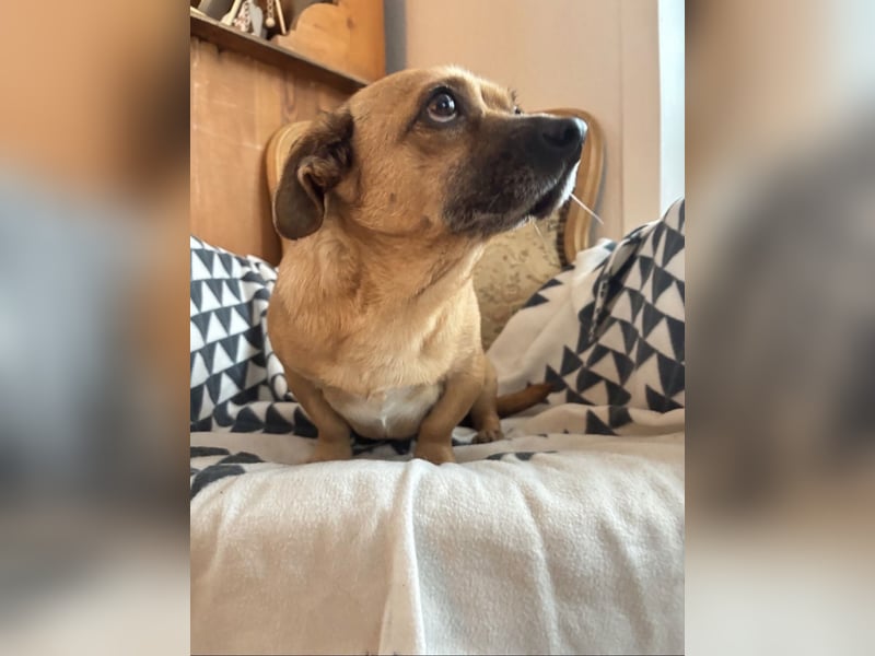 Entzückender Schatz mit Handicap sucht Zuhause