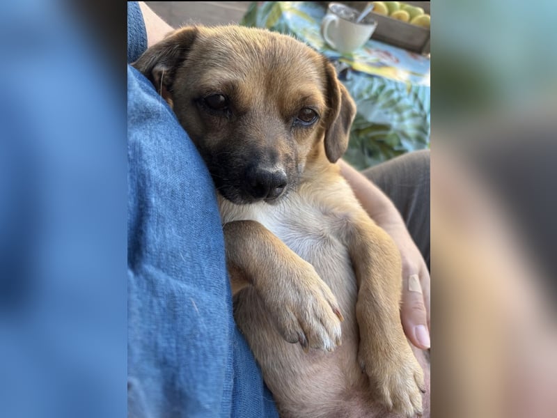 Entzückender Schatz mit Handicap sucht Zuhause