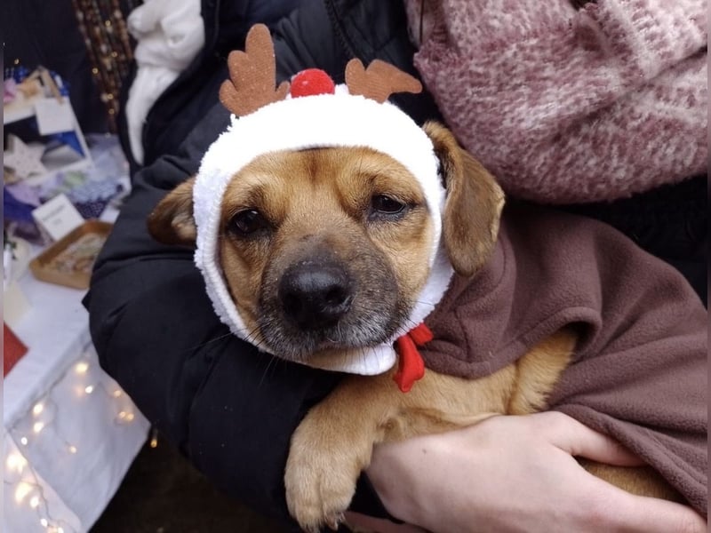 Entzückender Schatz mit Handicap sucht Zuhause