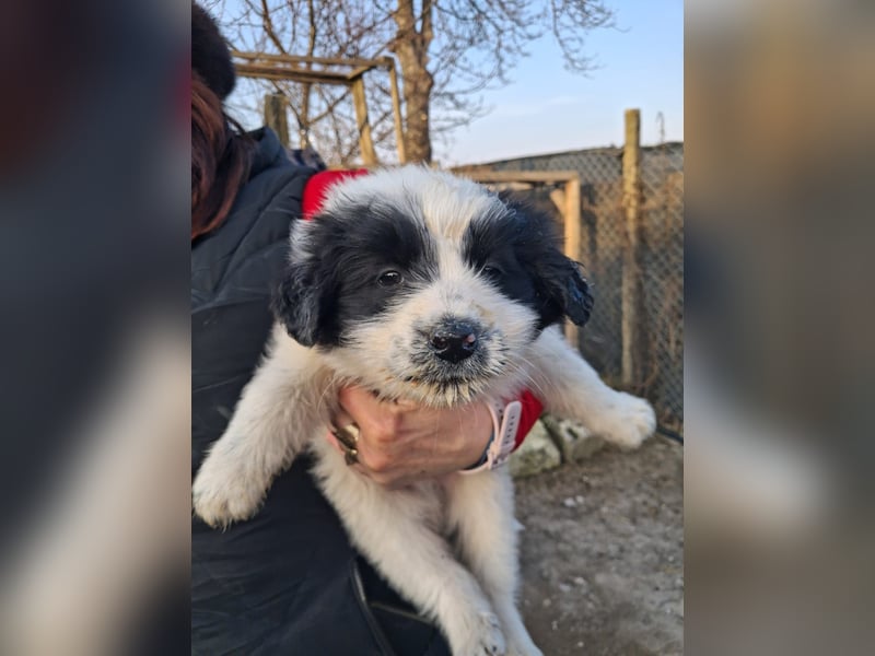 Balu sucht seine Familie