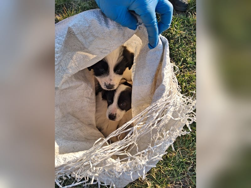 Balu sucht seine Familie