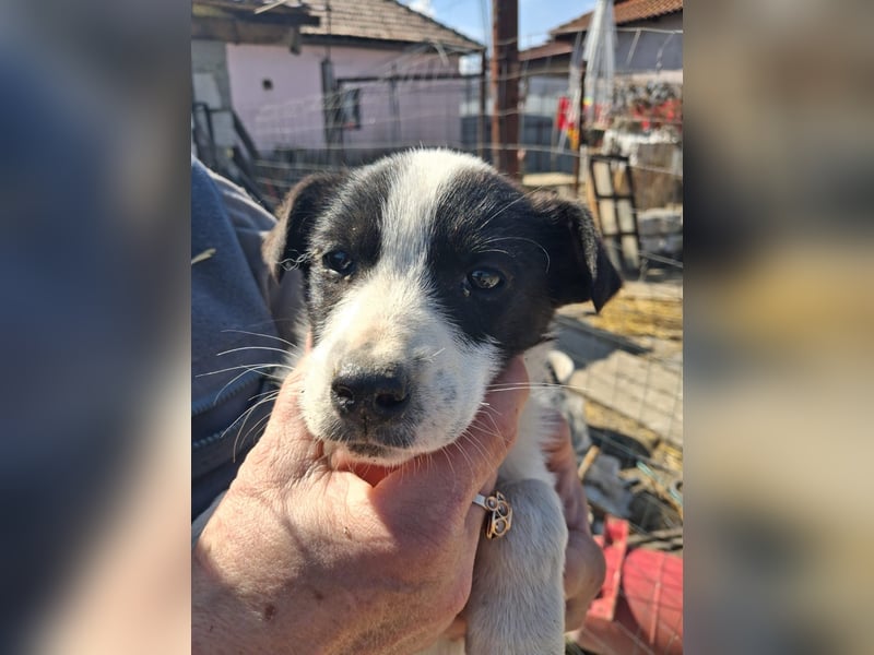 Lily sucht ihr Zuhause