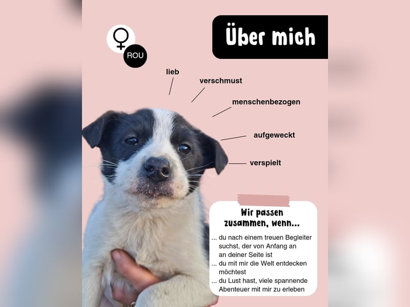 Lily sucht ihr Zuhause