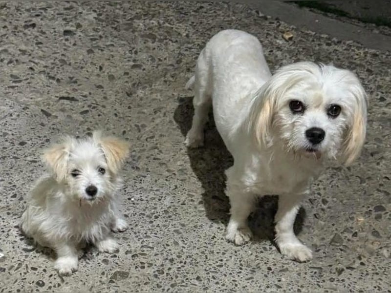 Sonnenschein Fibi - entzückendes Bichon-Mix-Hundekind