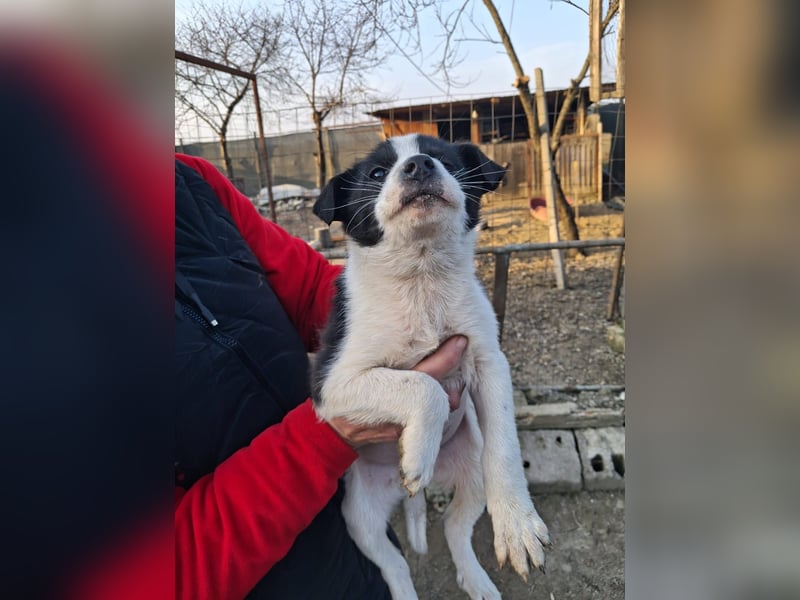 Lily sucht ihr Zuhause