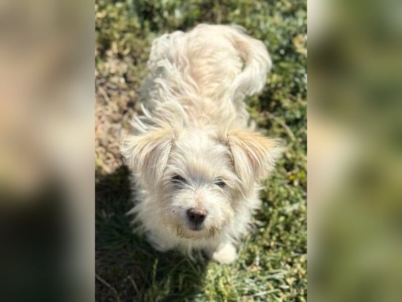 Sonnenschein Fibi - entzückendes Bichon-Mix-Hundekind