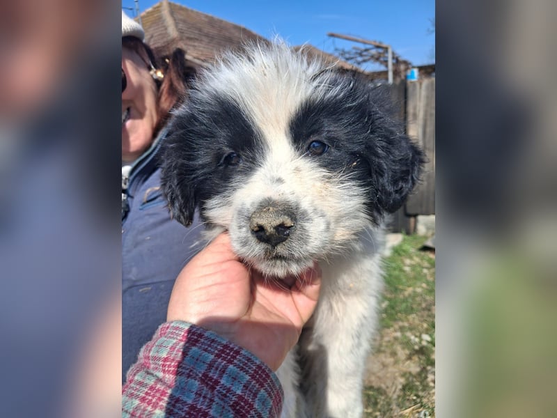 Balu sucht seine Familie