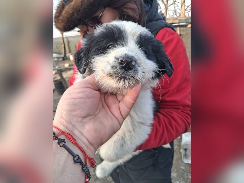 Balu sucht seine Familie