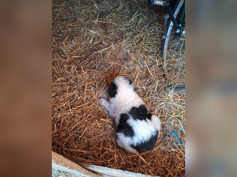 Lily sucht ihr Zuhause