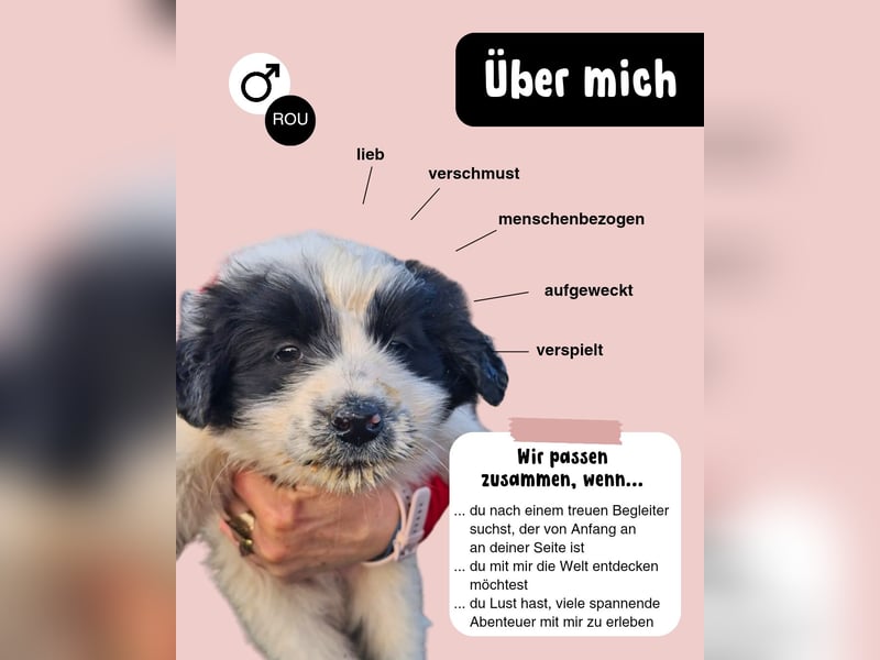 Balu sucht seine Familie