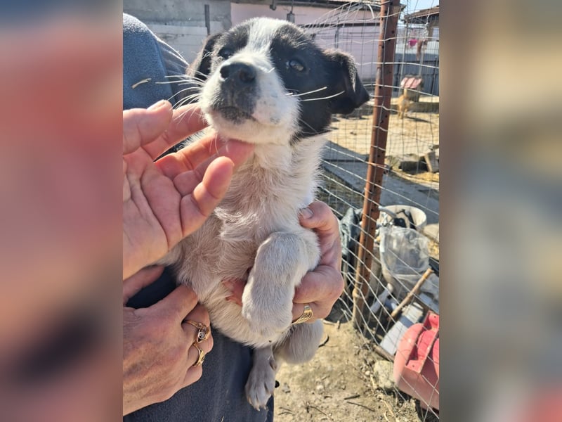 Lily sucht ihr Zuhause