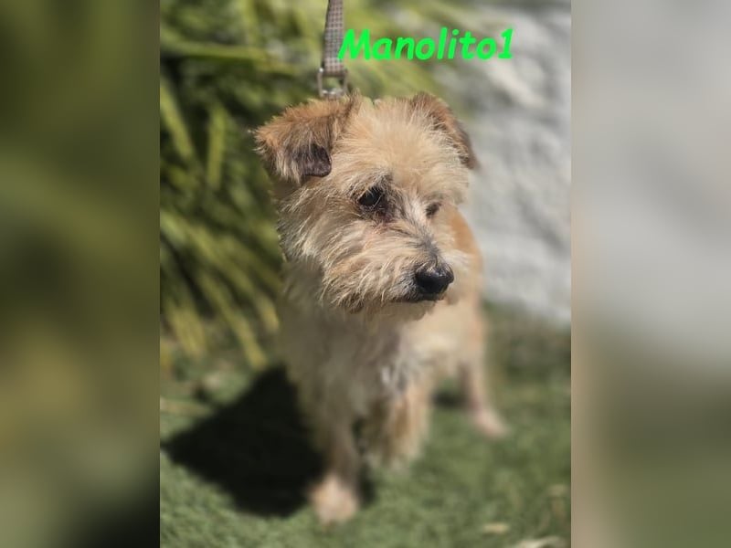 Manolito1 geb. 10/2020 (ESP) - charmanter und unbeschwerter, kleiner Wuschel!