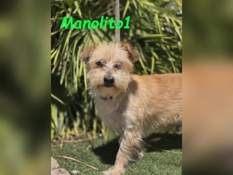 Manolito1 geb. 10/2020 (ESP) - charmanter und unbeschwerter, kleiner Wuschel!