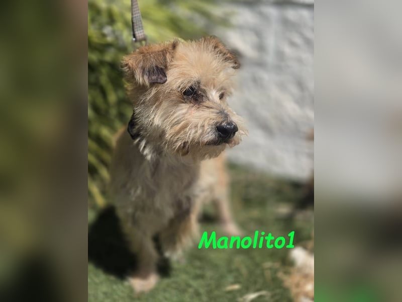 Manolito1 geb. 10/2020 (ESP) - charmanter und unbeschwerter, kleiner Wuschel!