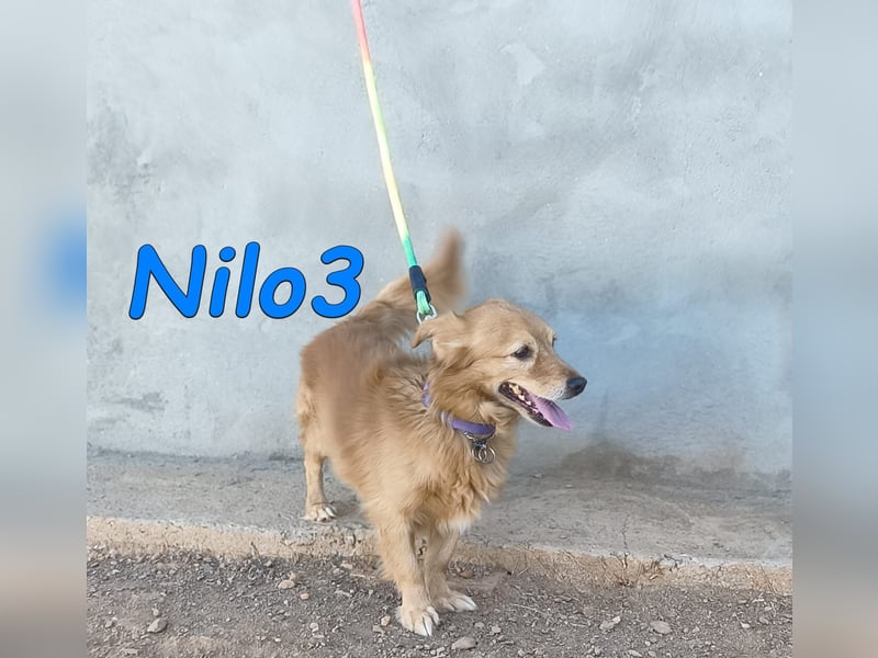 Nilo3, geb. 09/2018 (ESP) - verschmuster und freundlicher Mini-Rüde sucht sein Zuhause!